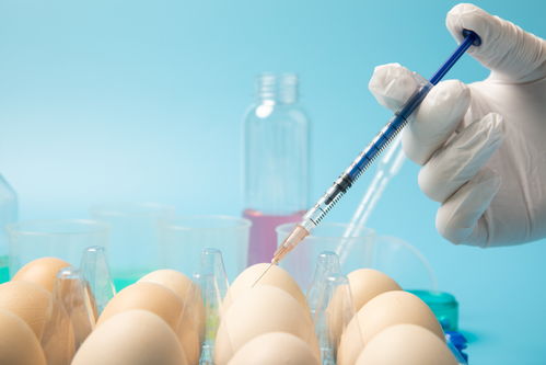 注射鸡蛋食品安全农业科技食品培育摄影图 插画 下载至来源处